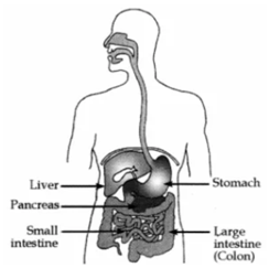 CBSE CLASS 10 BIOLOGY IMPORTANT QUESTION AND ANSWERS LIFE PROCESSES HUMAN DIGESTIVE SYSTEM