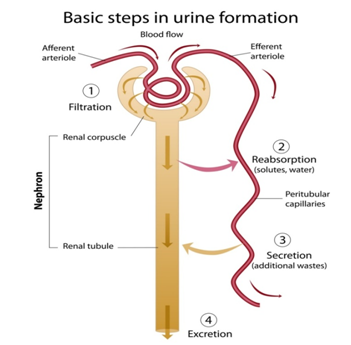 CLASS 10 BIOLOGY LIFE PROCESSES IMPORTANT QUESTION AND ANSWERS