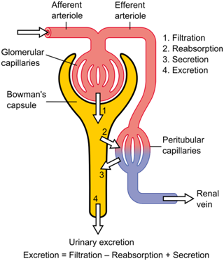 CLASS 10 BIOLOGY LIFE PROCESSES IMPORTANT QUESTION AND ANSWERS