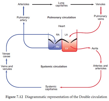 CLASS 10 BIOLOGY LIFE PROCESSES IMPORTANT QUESTION AND ANSWERS