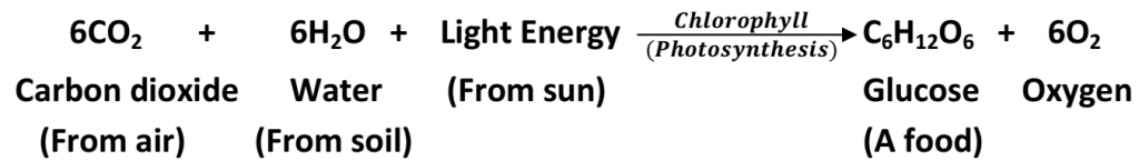 CLASS 10 BIOLOGY LIFE PROCESSES IMPORTANT QUESTION AND ANSWERS