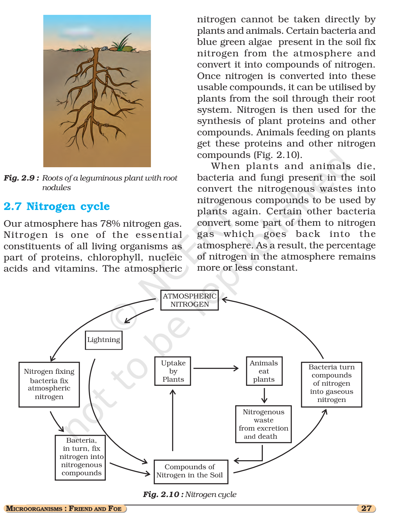 NCERT Book Class 8 Science Chapter 2 Microorganisms Friend And Foe