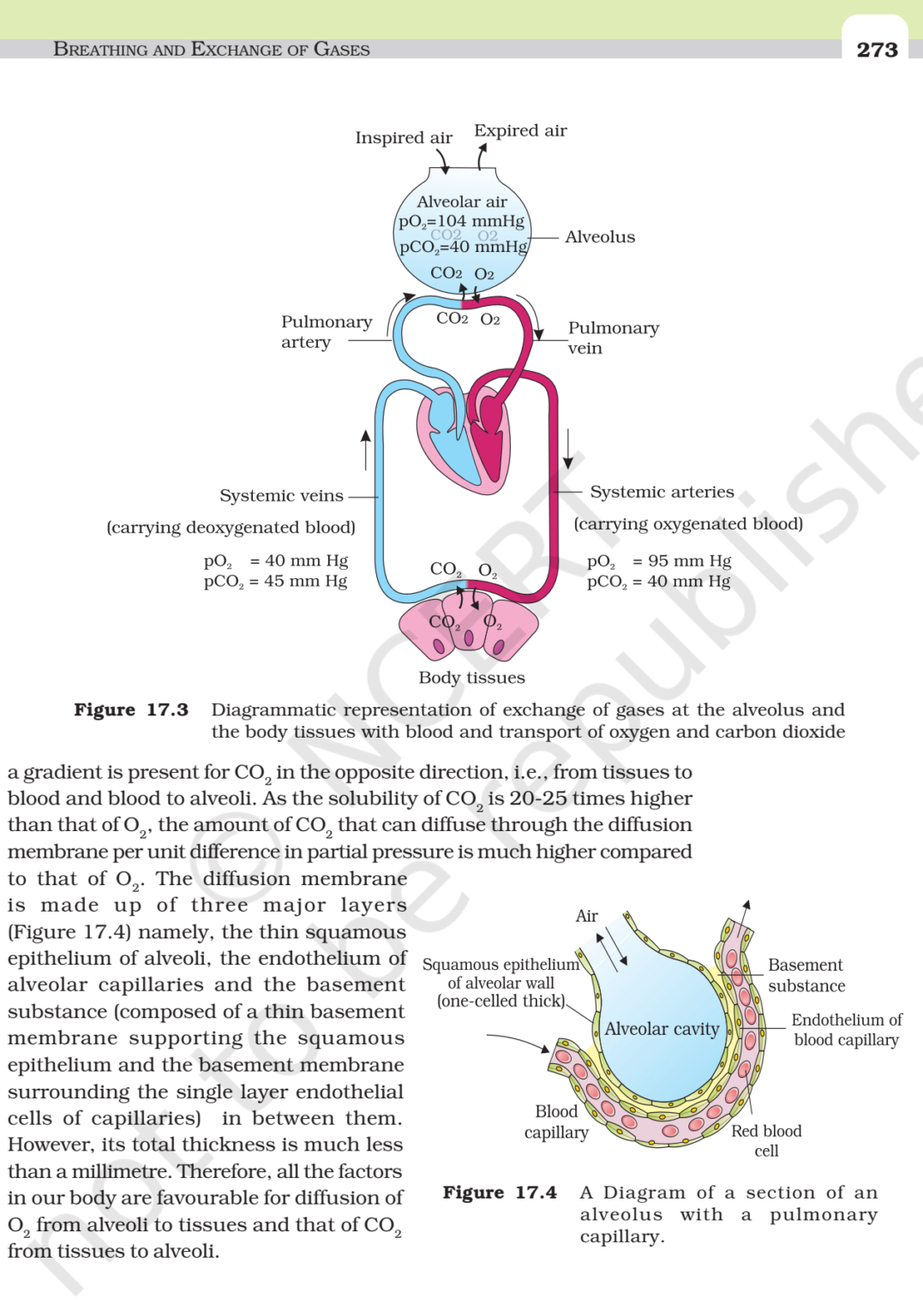 Ncert Book Class Biology Chapter Breathing And Exchange Of Gases