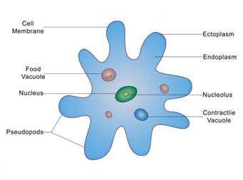 Class 8 Microorganisms Amoeba