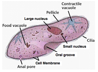 Class 8 Microorganisms Paramecium