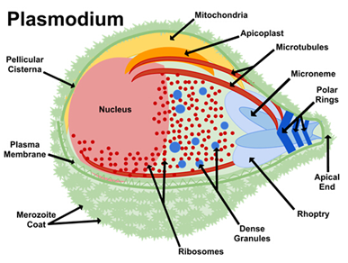 Class 8 Microorganisms Plasmodium