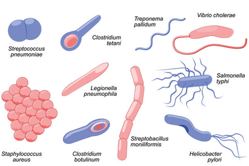 Class 8 Microorganisms