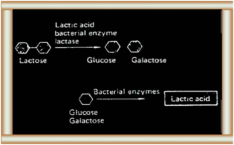 Class 8 Science convert the lactose sugar into lactic acid