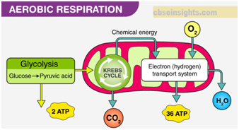 Life Processes For Class 10 Biology Extra Questions