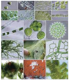 Class 8 Science Algae