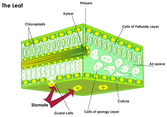 Life Processes For Class 10 Biology Extra Questions