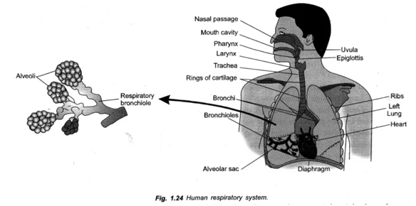 Life Processes Class 10 Biology Extra Questions and Answers