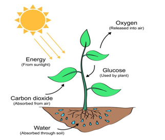 Life Processes Class 10 Biology Extra Questions and Answers