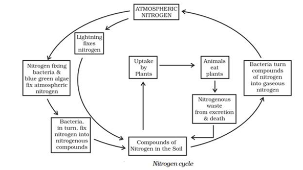 cbseinisghts.com Nitrogen Cycle - Atmospheric Nitrogen , Compounds of Nitrogen and Denitrifying Bacterias 