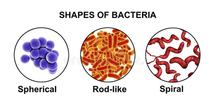 Types of Bacteria on the basis of Shape. Spherical, Rod Like and Spiral. 