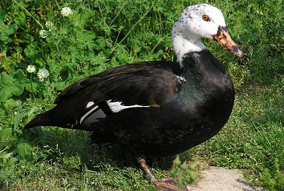 Nameri National Park -white winged wood-duck cbseinsights.com