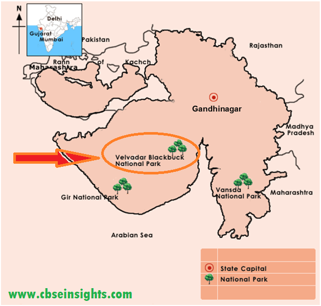 Blackbuck (Velavadar) National Park in Gujarat State cbseinsights.com
