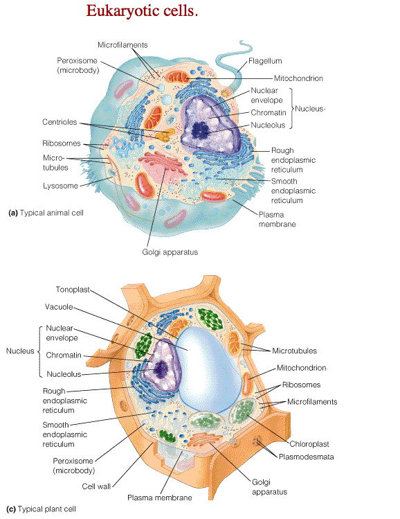 The Fundamental Unit of Life- Eukaryotic cells by cbseinsights.com