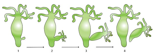 How do organisms Reproduce Class 10 Biology Extra Questions