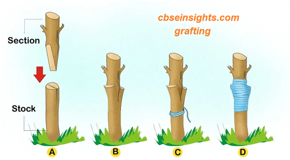 How do organisms Reproduce Class 10 Biology Extra Questions