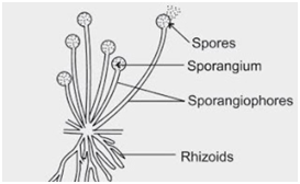 How do organisms Reproduce Class 10 Biology Extra Questions