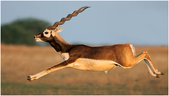 Blackbuck (Velavadar) National Park in Gujarat State by cbseinsights.com