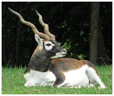 Blackbuck (Velavadar) National Park in Gujarat State cbseinsights.com