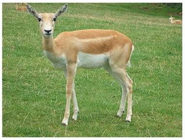 Blackbuck (Velavadar) National Park in Gujarat State cbseinsights.com