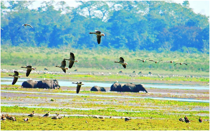 Kaziranga National Park cbseinsights.com