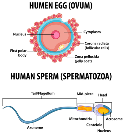 How do organisms Reproduce Class 10 Biology Extra Questions