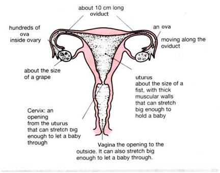 How do organisms Reproduce Class 10 Biology Extra Questions