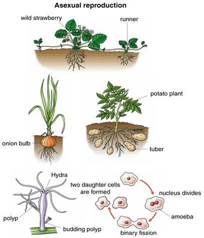 How do organisms Reproduce Class 10 Biology Extra Questions