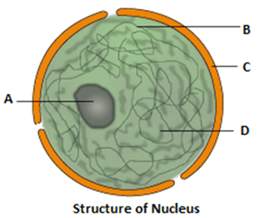 The Fundamental Unit of Life For Class 9 Biology MCQ Questions