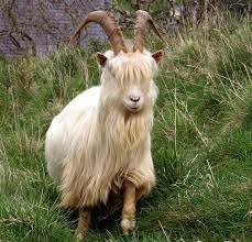 Kashmir goat in Llandudno (great floppy haircut) | Goats, Animals friends,  Animals