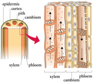 Class 9 Science Tissues and The Fundamental Unit of Life Practice Test ...