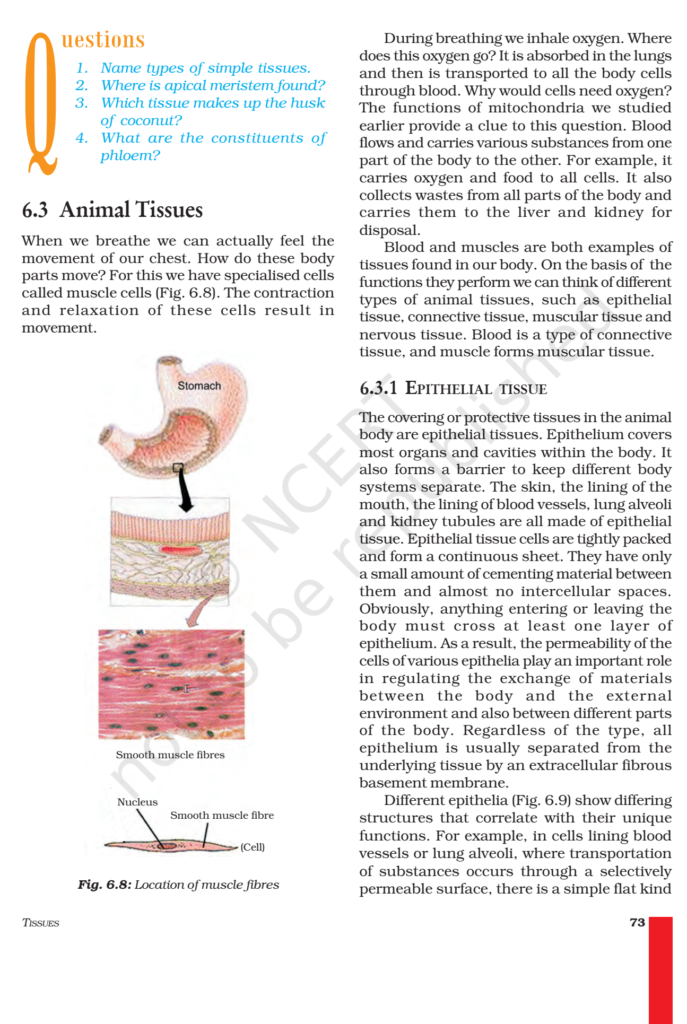 NCERT Book Class 9 (Science) Chapter 6 Tissues