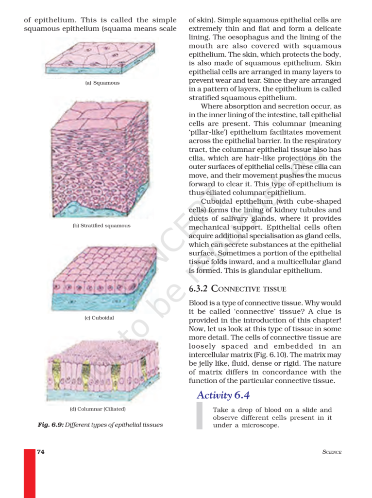 NCERT Book Class 9 (Science) Chapter 6 Tissues