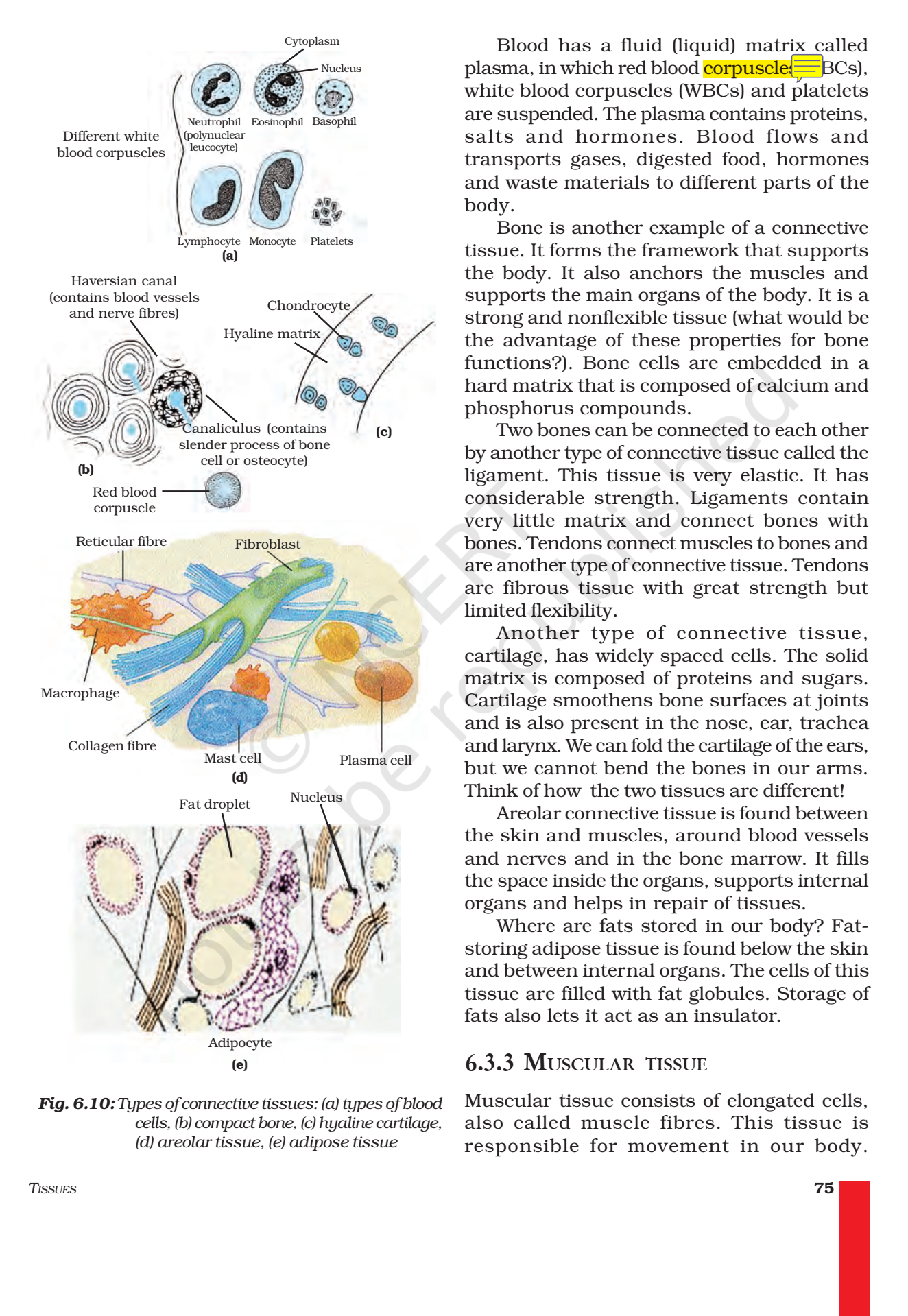 ncert book class 9 science chapter 6 tissues