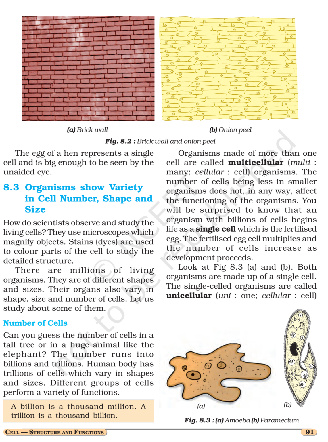 NCERT Book Class 8 (Science) Chapter 8 Cell Structure and Functions