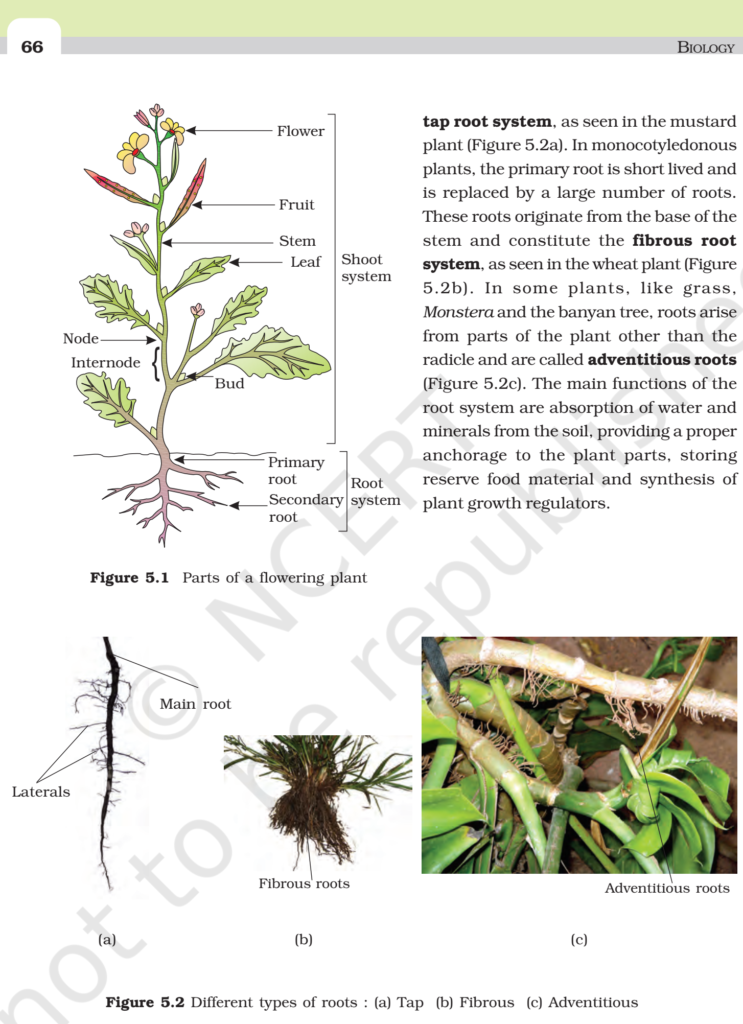 NCERT Book Class 11 (Biology) Chapter 5 Morphology of Flowering Plants