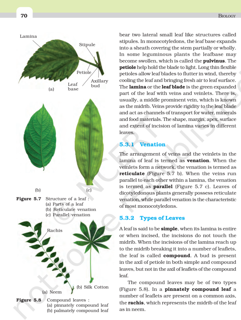 NCERT Book Class 11 (Biology) Chapter 5 Morphology of Flowering Plants