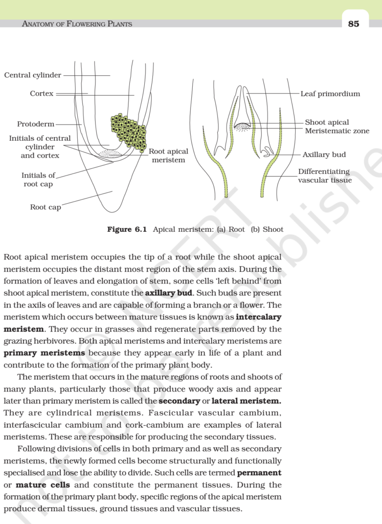 NCERT Book Class 11 (Biology) Chapter 6 Anatomy Of Flowering Plants