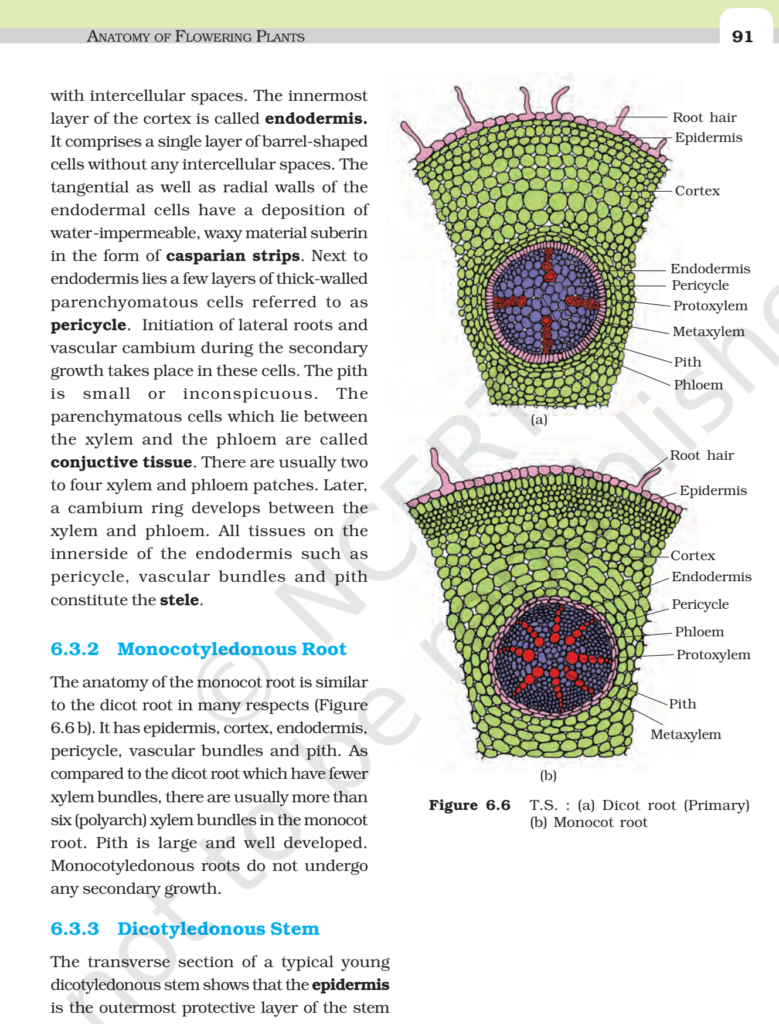 NCERT Book Class 11 (Biology) Chapter 6 Anatomy of Flowering Plants