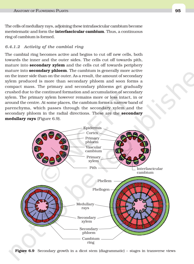 NCERT Book Class 11 (Biology) Chapter 6 Anatomy Of Flowering Plants