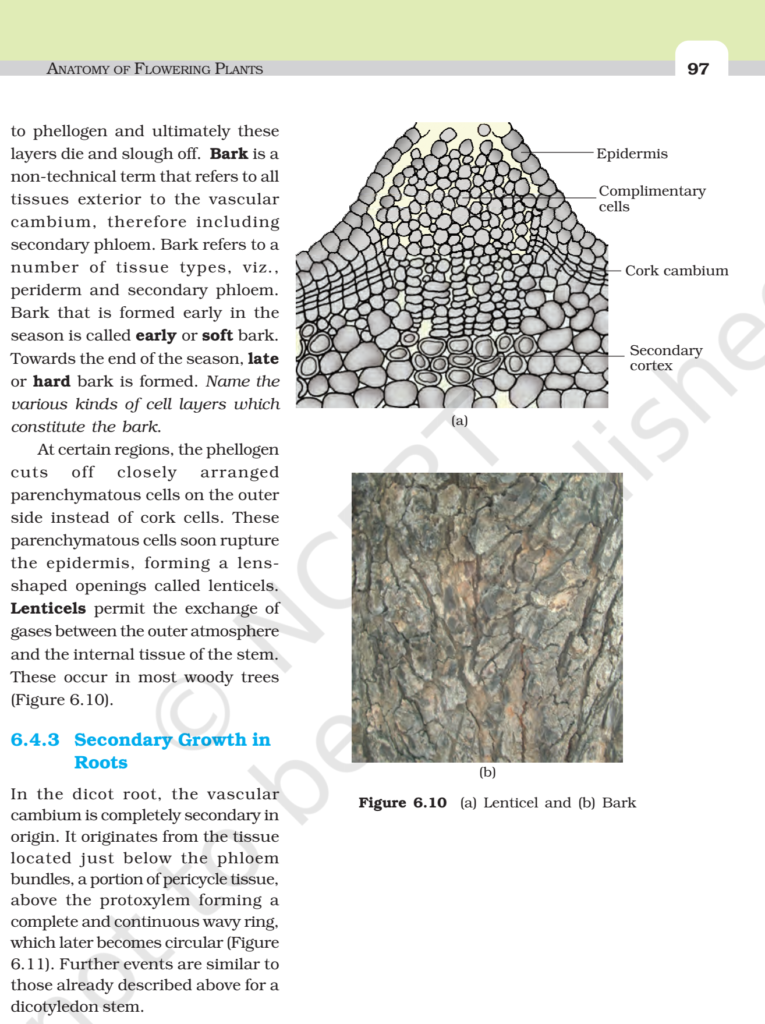 NCERT Book Class 11 (Biology) Chapter 6 Anatomy Of Flowering Plants