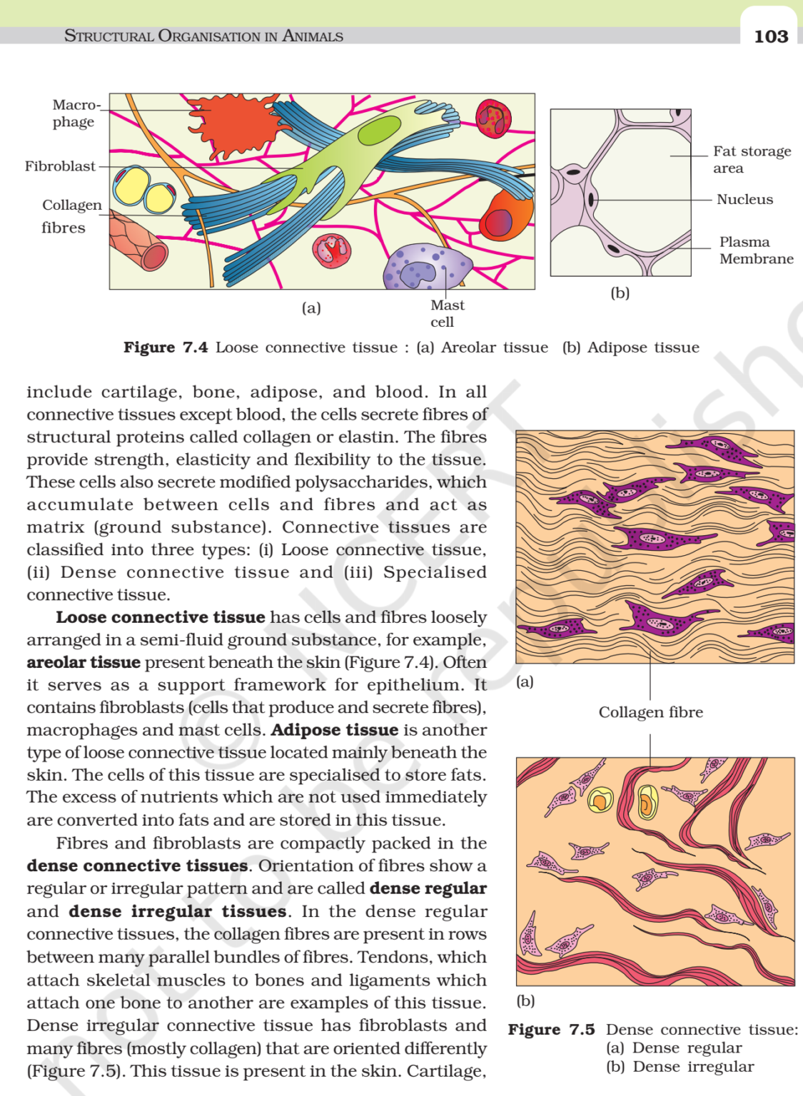 NCERT Book Class 11 (Biology) Chapter 7 Structural Organisation in ...