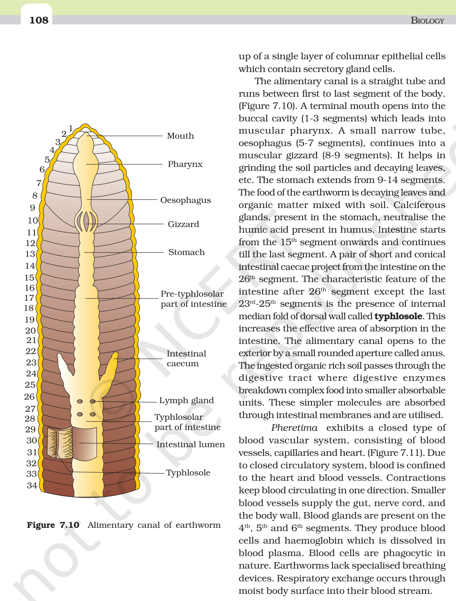 NCERT Book Class 11 (Biology) Chapter 7 Structural Organisation in ...