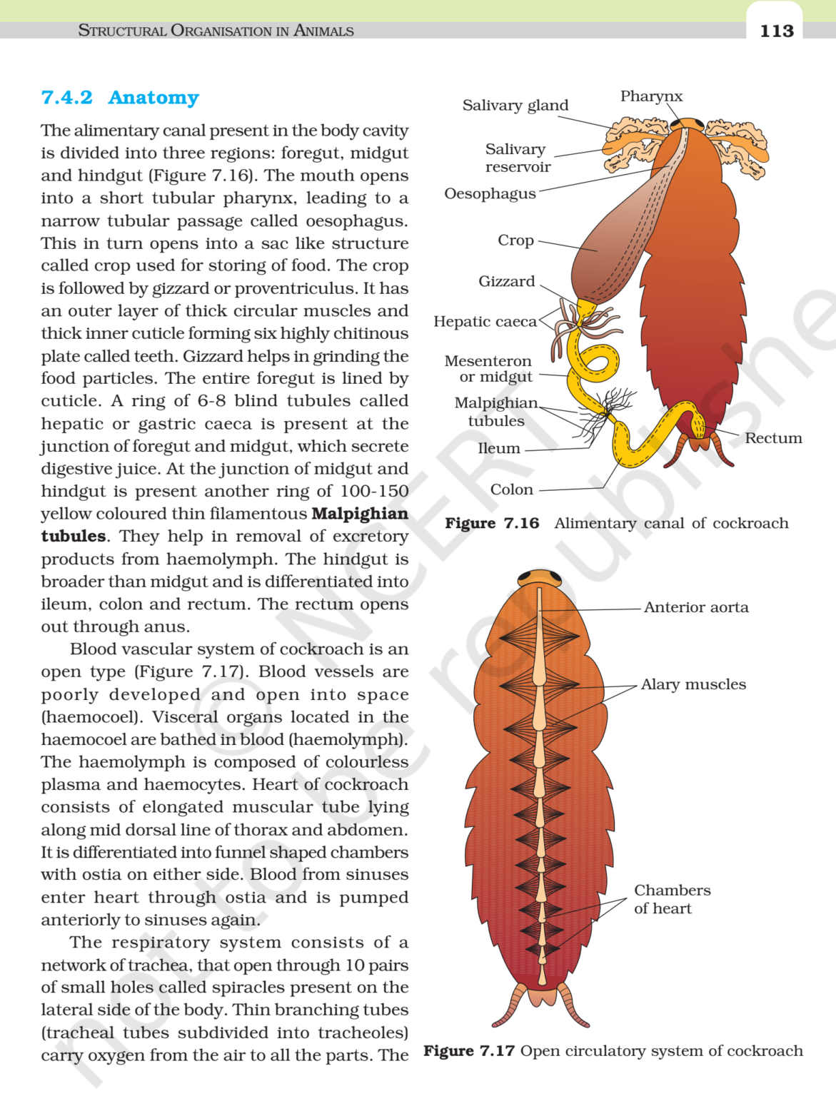 NCERT Book Class 11 (Biology) Chapter 7 Structural Organisation in ...