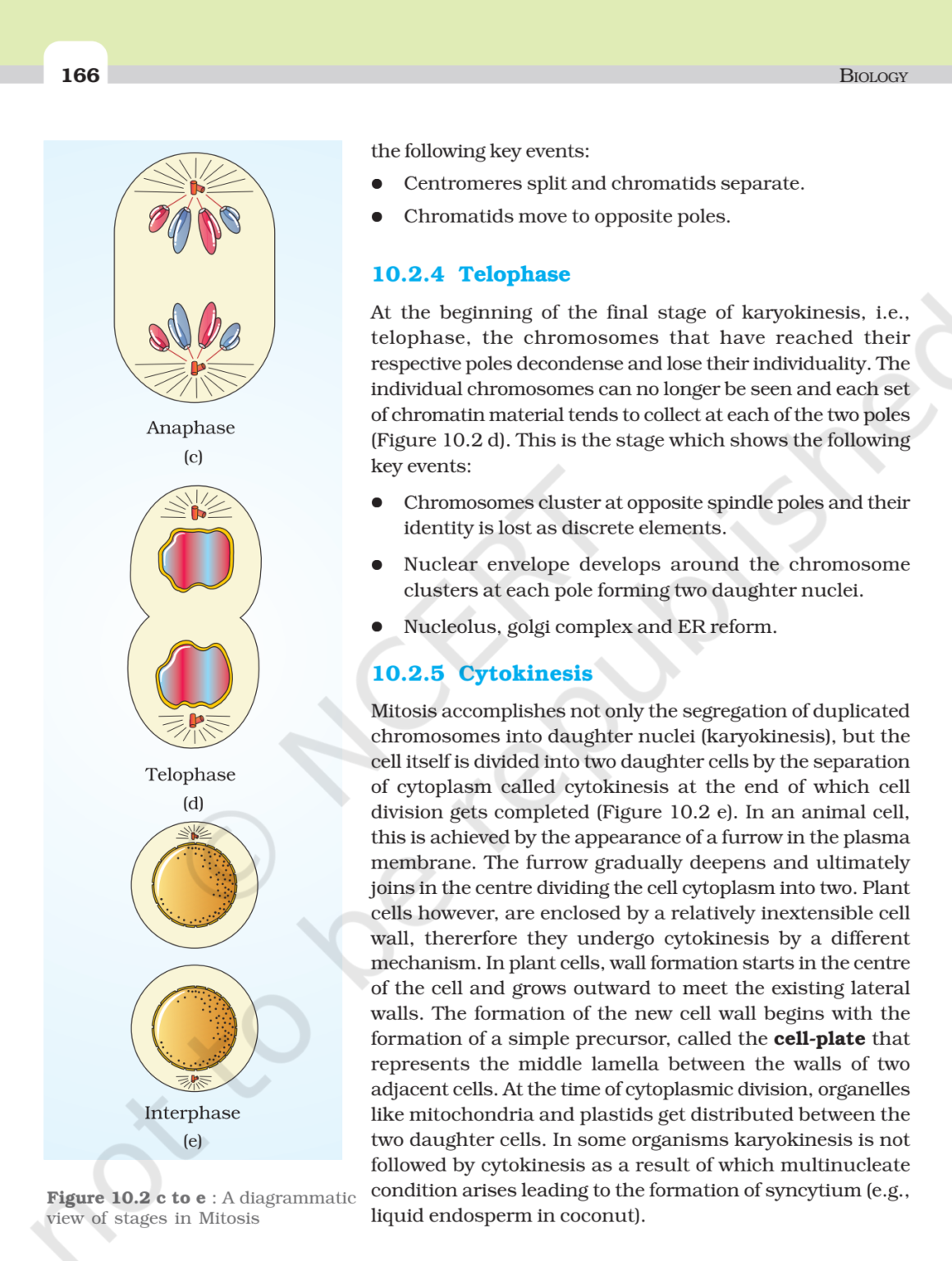 NCERT Book Class 11 (Biology) Chapter 10 Cell Cycle and Cell Division