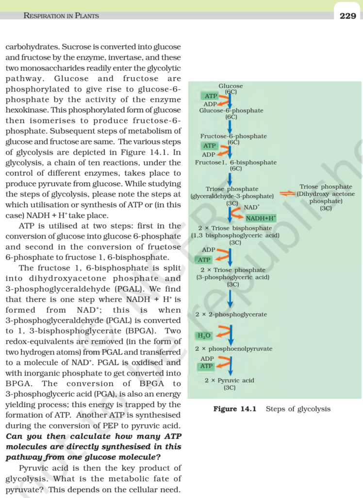 NCERT Book Class 11 (Biology) Chapter 14 Respiration In Plants